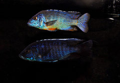 Protomelas sp. 'mbenji thick-lip' Samiec i Sciaenochromis ahli electric blue