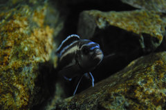 Pseudotropheus Cyaenohabdos Maingano