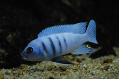 Cynotilapia sp. Hara Galileya Reef