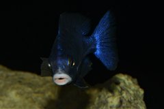 Placidochromis Mdoka