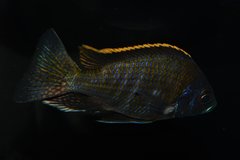 Placidochromis sp. Blue Otter