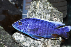 Sciaenochromis ahli electric blue.Około 15 cm. Nie jest jeszcze w pełni wybarwiony.