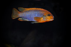 Iodotropheus sprengerae