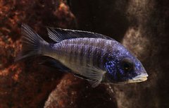 Placidochromis Phenochilus Mdoka