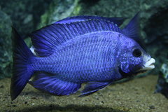 Placidochromis phenochilus "Mdoka"