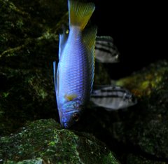 Więcej informacji o „Pseudotropheus sp. Acei "Luwala Reef"”