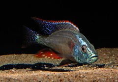 Dimidiochromis Strigtaus