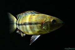 Dimidiochromis kiwinge