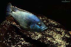 Nimbochromis livingstonii