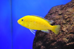 Labidochromis Caeruleus