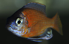 Copadichromis Borleyi Kadango Red Fin