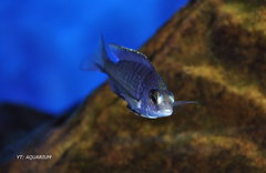 Placidochromis phenochilus "Mdoka" White Lips