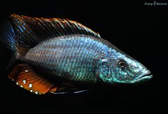 Dimidiochromis compressiceps