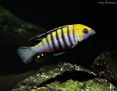 Cynotilapia Zebroides Cobue