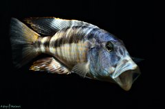 Aristochromis christyi