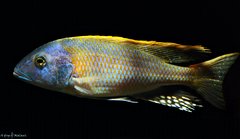 Buccochromis rhoadesii yellow