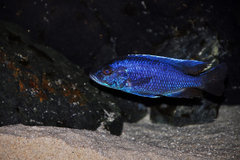 Sciaenochromis ahli electric blue. Samiec około 15 cm.