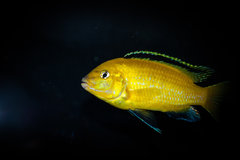 Labidochromis caeruleus