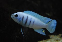 Cynotilapia sp. Hara Galileya Reef