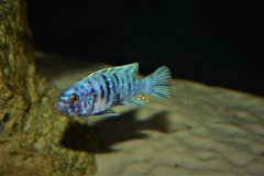 Metriaclima sp zebra slim tarakiki