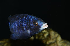 Samiec Placidochromis Mdoka