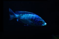 Placidochromis phenochilus "Mdoka"