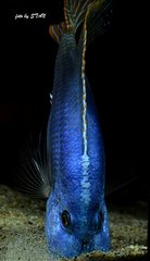 Nimbochromis fuscotaeniatus- samiec 24cm