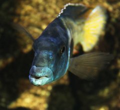 Lichnochromis acuticeps, samiec 18 cm