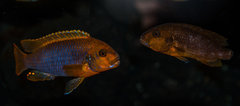 Iodotropheus sprengerae