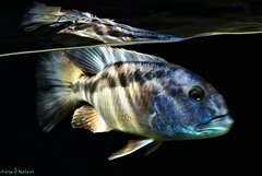 Aristochromis christyi