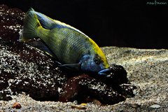 Nimbochromis venustus