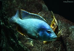 Nimbochromis livingstonii