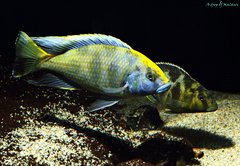 Nimbochromis venustus