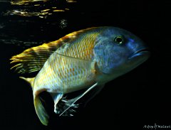 Buccochromis rhoadesii yellow