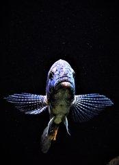 Nimbochromis linni.  Samiec ok 22 cm Wf .