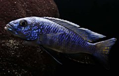 Sciaenochromis Fryeri WF