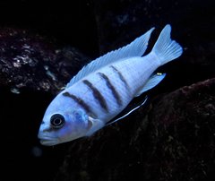 Więcej informacji o „Cynotilapia sp Hara Gallireya Reef”