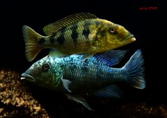 Fossorochromis rostratus - samiec / samica