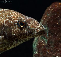 Więcej informacji o „Nimbochromis linii”