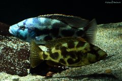 Nimbochromis livingstonii