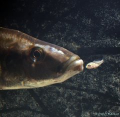 Dimidiochromis compressiceps