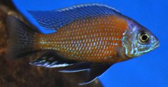 Copadichromis Borleyi Kadango Red Fin