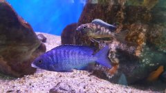 Placidochromis Phenochilus Mdoka White Lips, Otopharynx Lithobates Zimbawe Rock