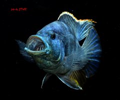 Nimbochromis livingstonii - samiec 20cm