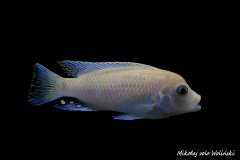 Maylandia estherae zebra red red