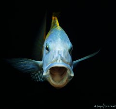 Buccochromis rhoadesii yellow