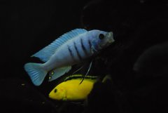 Cynotilapia sp. Hara Galileya Reef