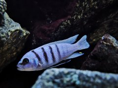 Więcej informacji o „Cynotilapia sp. hara Gallireya Reef”