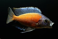 Copadichromis Borleyi Kadango