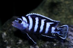 Chindongo Demasoni